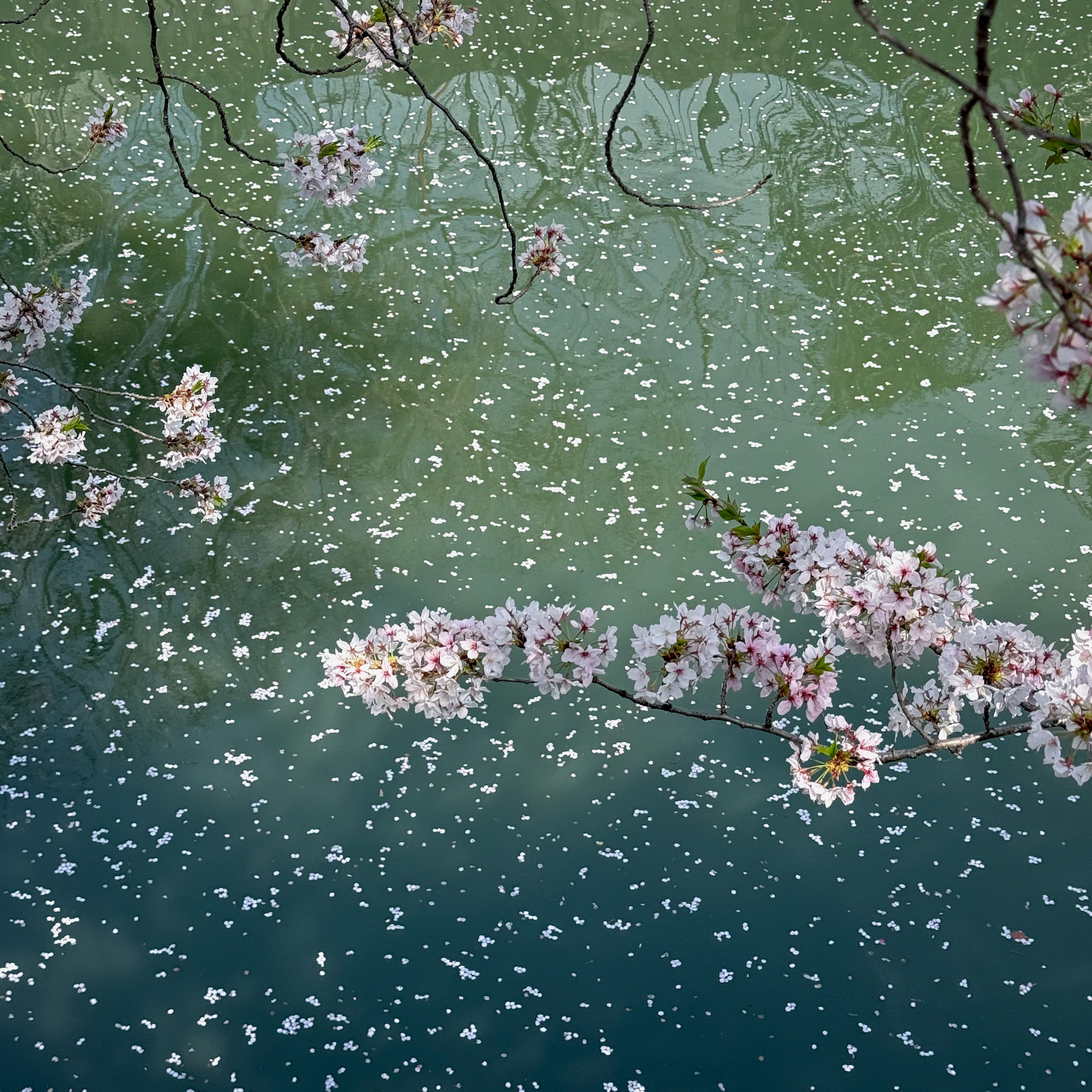 大岡川