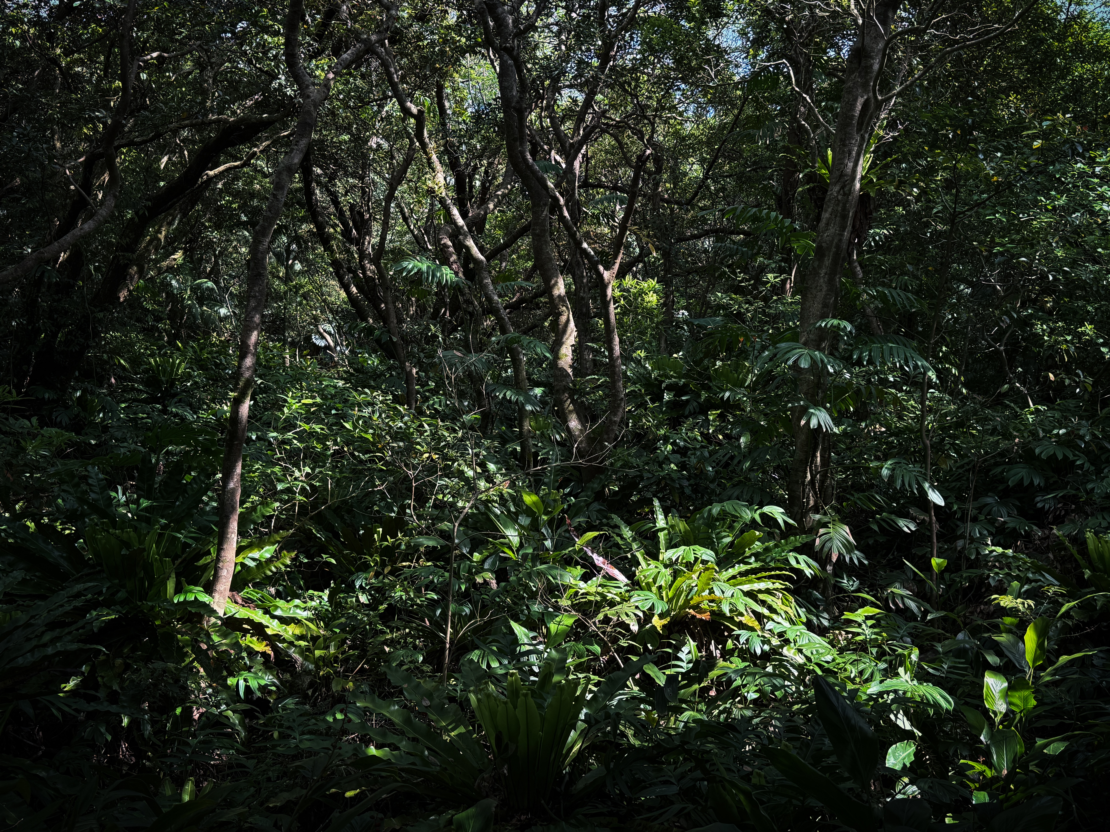 八丈島