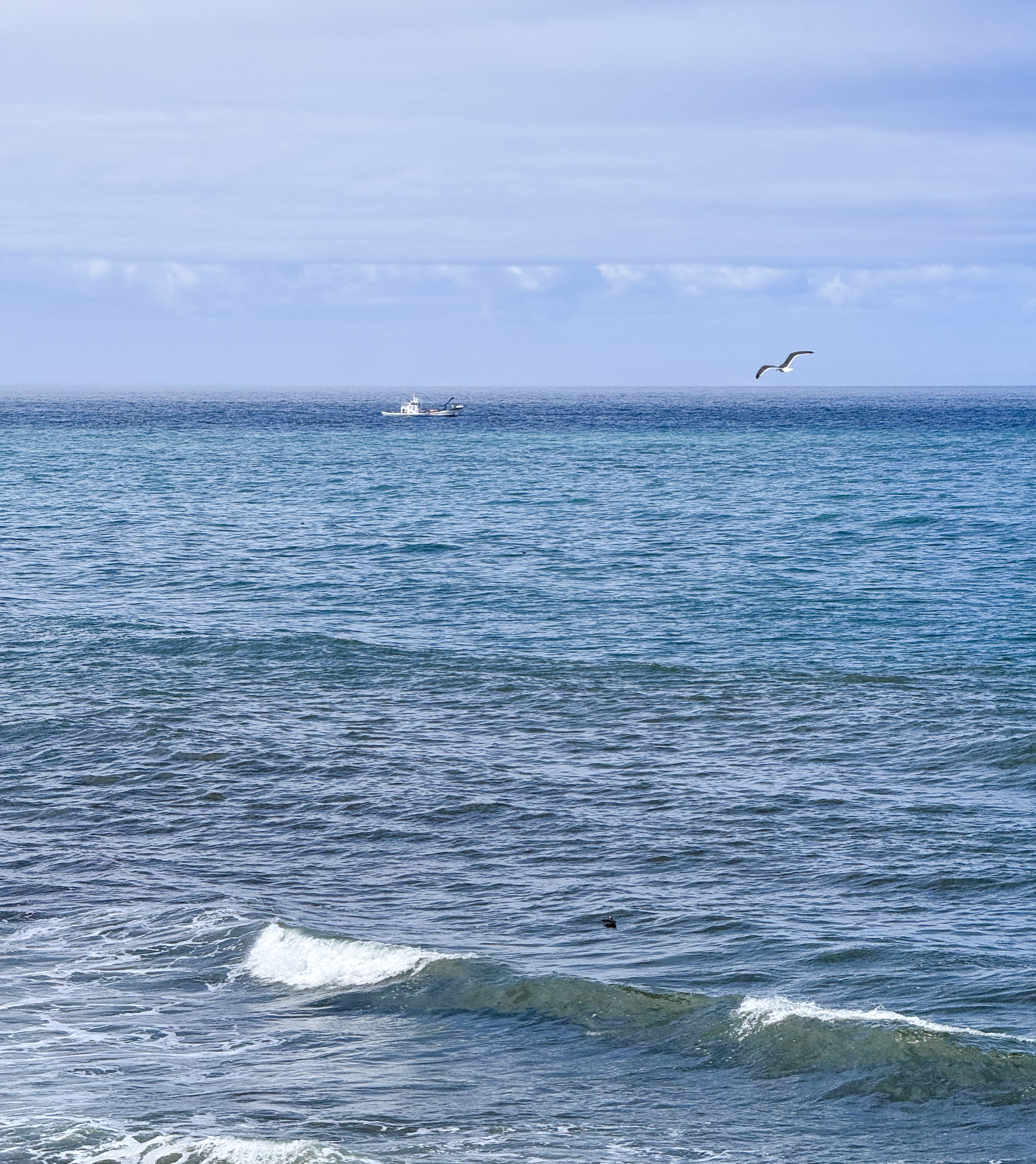 海