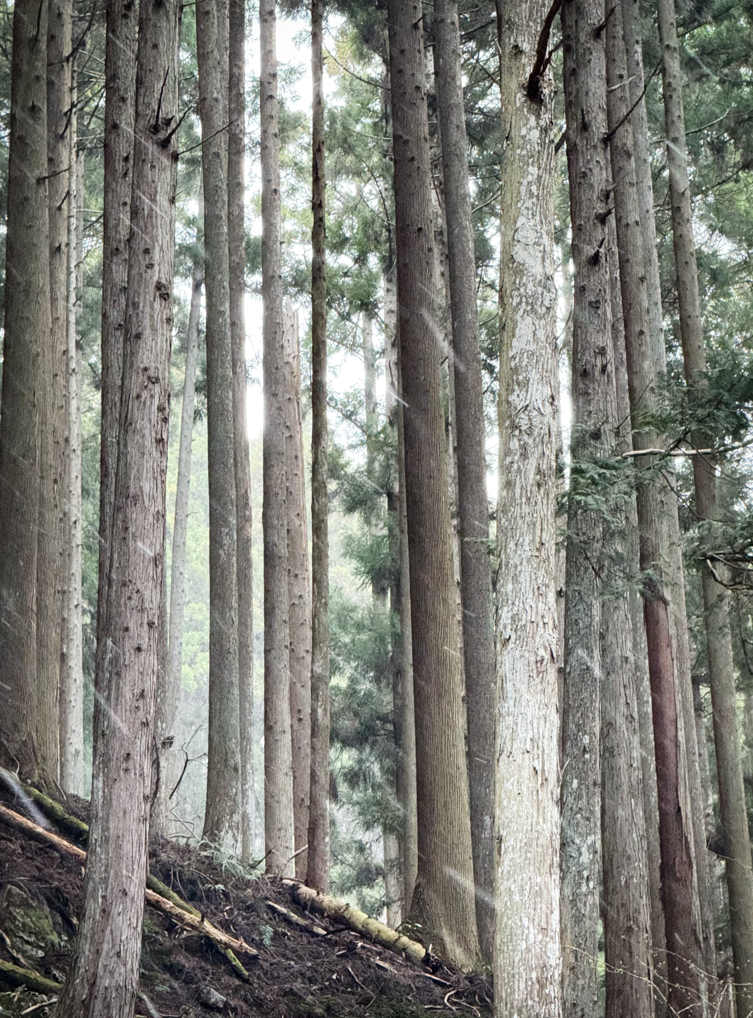 北山杉