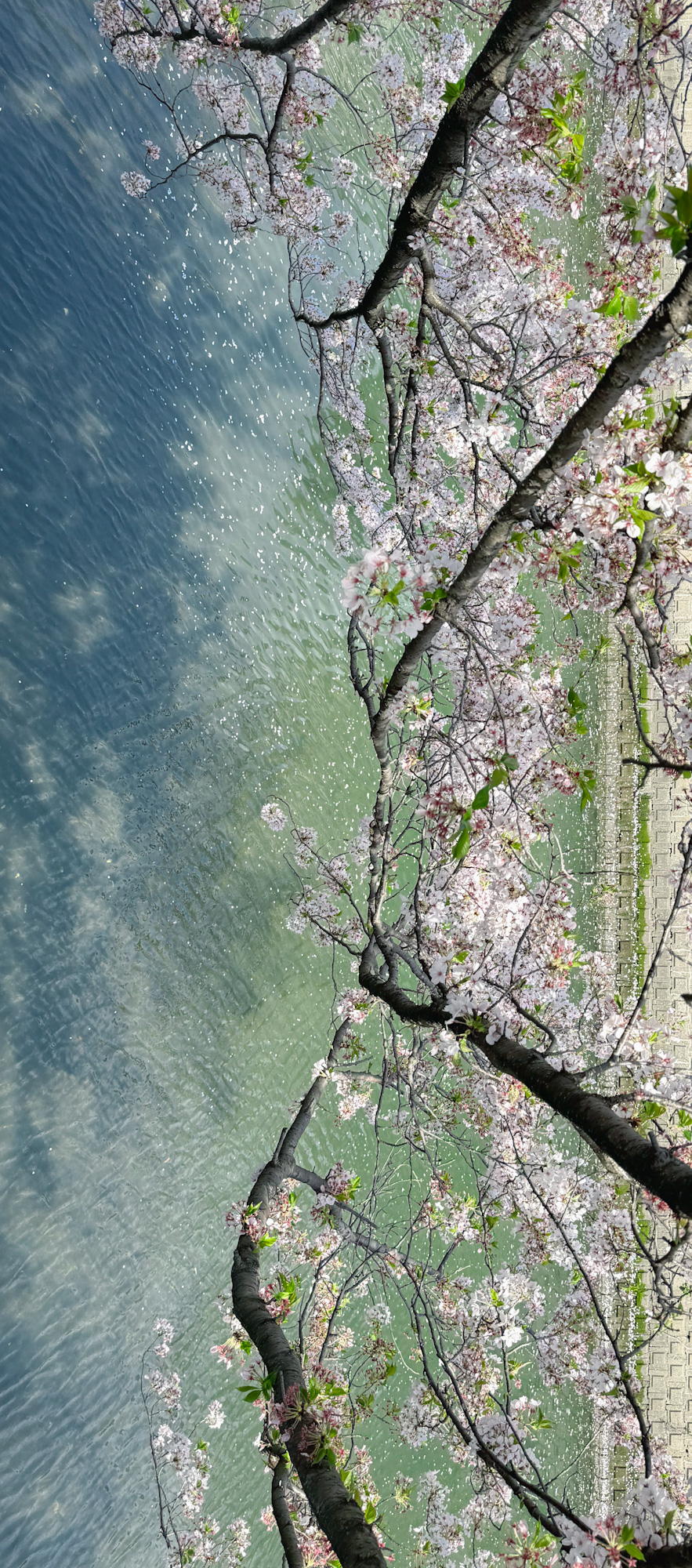 大岡川